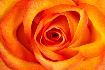 Background from fresh orange rose