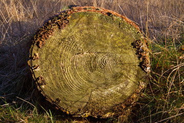 Annual rings in a tree trunk of a Larch