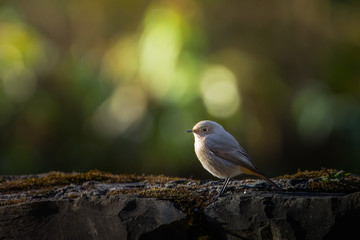 Redstart