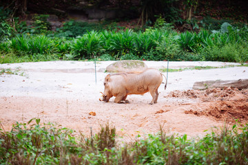 Desert Warthog