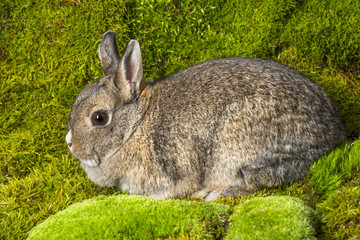 little rabbit on green moss