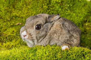 little rabbit on green moss