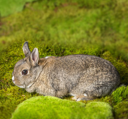 little rabbit on green moss