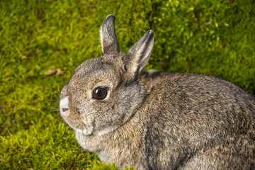 Naklejka na ściany i meble little rabbit on green moss