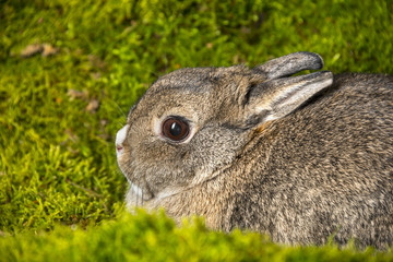 little rabbit on green moss