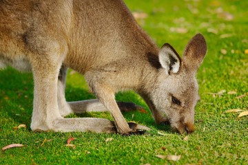 Naklejka na ściany i meble Kangaroo