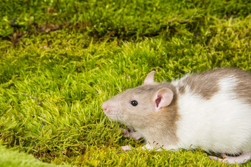 Rattus norvegicus - pet rat