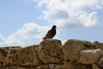 The pigeon is sitting on a stone wall on blue sky background