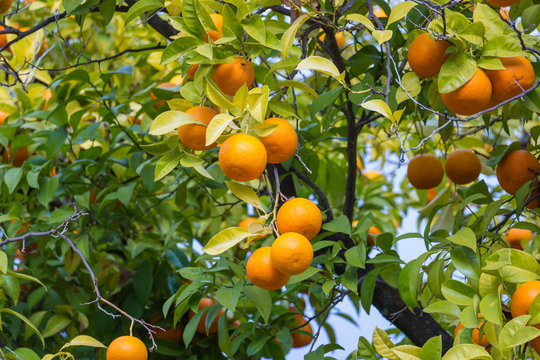 Trees with mandarinas typical in the Sevilla, Spain