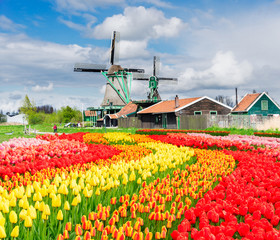 traditional Dutch rural scenery with windmill and blooming tulips, Netherlands