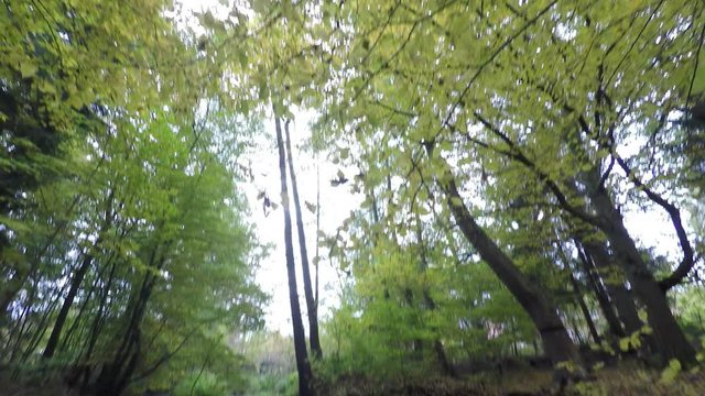 Bach im Wald