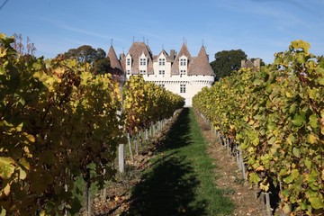vigne et château 