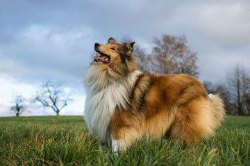 Plakat Gold rough collie looking forward to play