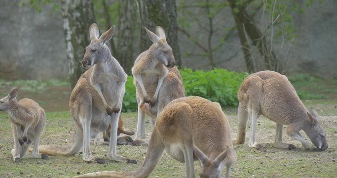 Kangaroos Are Grazing Animal is Washing Its Face Zoo in Summer Day Kangaroos With Large Powerful Hind Legs Biology Zoology Wildlife and Nature Trees Trunks