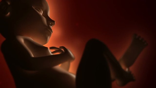Sleeping baby fetus inside of pregnant woman