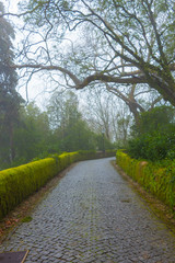 Fototapeta na wymiar Fog on the road to park near Pena National Palace (Palacio Nacional da Pena). Sintra. Portugal