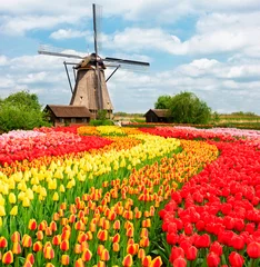  traditional Dutch scenery with one typical windmill with tulips, Netherlands © neirfy