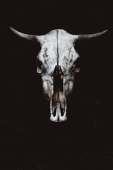 Skull of a horned animal in the style of horror - 128523426