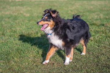 Shetland Sheepdog