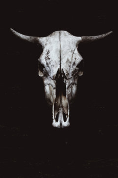 Skull of a horned animal in the style of horror