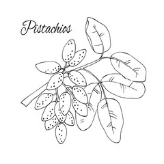 Fototapeta na wymiar vector simple sketch of pistachios tree