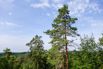 Fototapeta premium Nadelwald