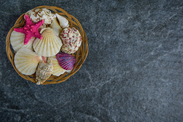 shells and starfish on a stone cold background  