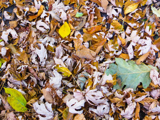 Background with dry leaves. Autumn, fall