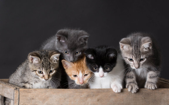 Litter Of Kittens Images – Browse 14,260 Stock Photos, Vectors, and Video |  Adobe Stock