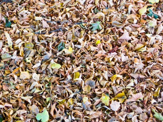 Background with dry leaves. Autumn, fall