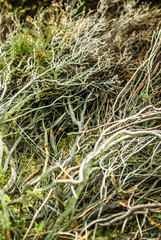 Strange close up of a heather plant..