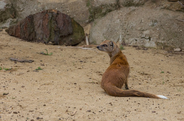 Yellow Mongoose - Cynictis penicillata - sitting on the sand - Powered by Adobe