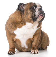Obraz premium senior english bulldog