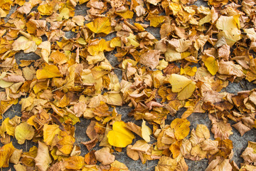 Dry leaves / dry leaves in autumn on the floor in a beautiful autumn forest background.