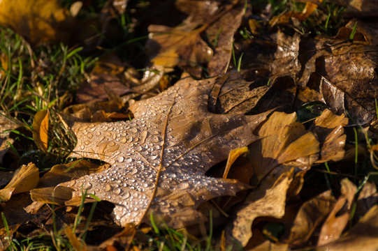 Morgentau auf Herbstblättern 