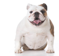 Obraz premium happy bulldog puppy