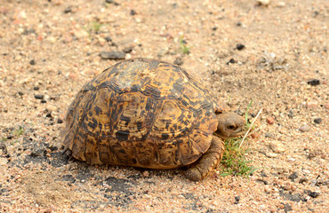 Fototapeta premium Leopard Tortoise
