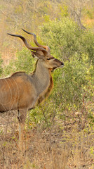 Obraz na płótnie Canvas Male Kudu