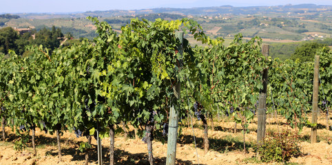 Fototapeta na wymiar Vineyard with grapes in the italian countryside