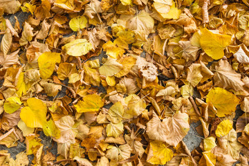 Dry leaves / dry leaves in autumn on the floor in a beautiful autumn forest background.