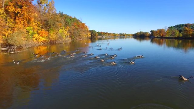 Flock of Canadian Geese swim amid colorful autumn scenery.
