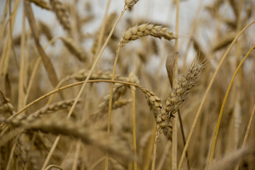 wheat detail