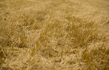 stubble field after harvest