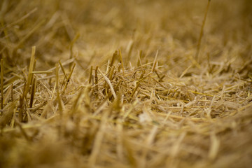 stubble field after harvest