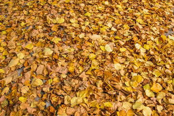 Dry leaves / dry leaves in autumn on the floor in a beautiful autumn forest background.