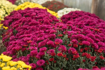 Chrysanthemum growing inside of greenhouse