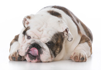 Fototapeta premium dog licking lips