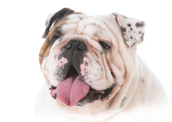 Fototapeta premium happy bulldog portrait