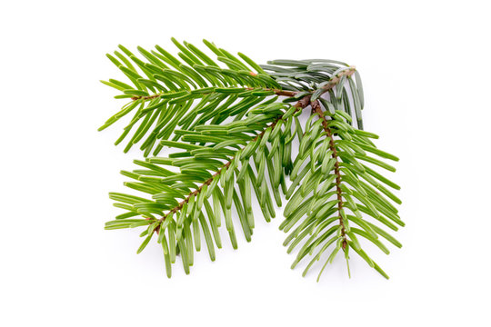 Fir tree branch and cones isolated on white background.