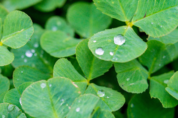 Morning dew on clower leaves